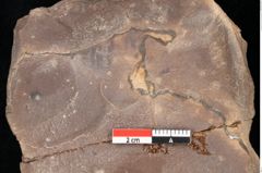 Foto (Detailsansicht) von Quercus palaeoilex Ettingshausen (NHMW-GEO-2024-0188-0756)